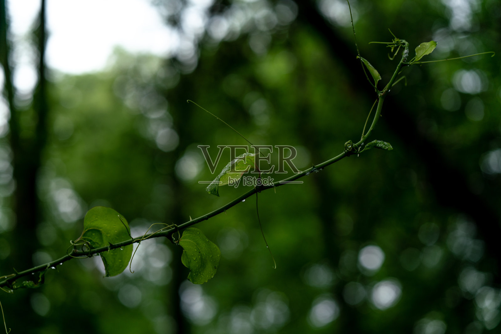 带着水滴的叶子，在一个夏天的早晨照片摄影图片