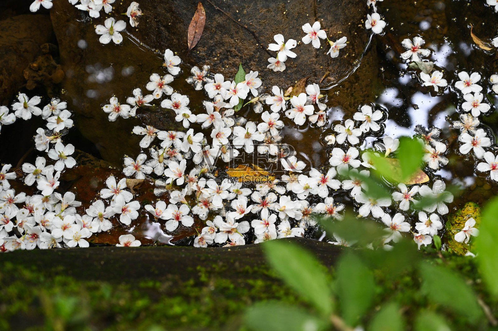 油桐落在水面上。照片摄影图片