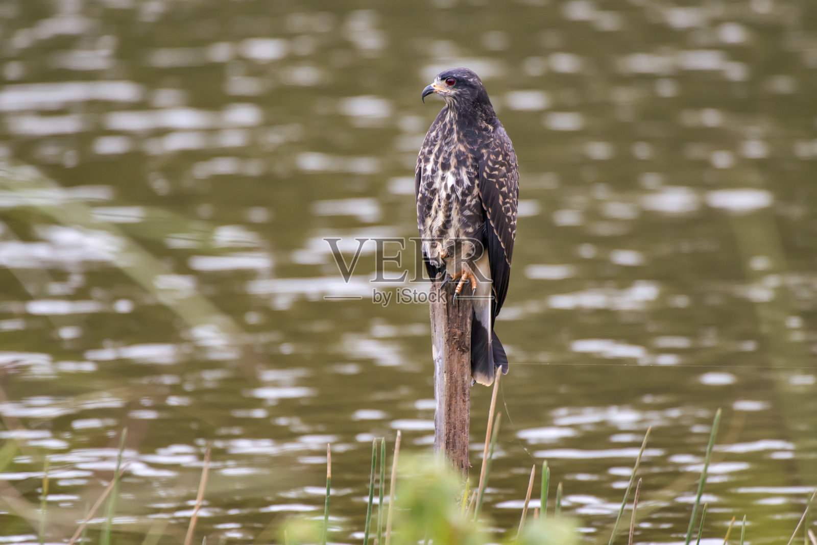 蜗牛风筝拍摄于圣埃斯皮里图的Linhares。巴西东南部。照片摄影图片