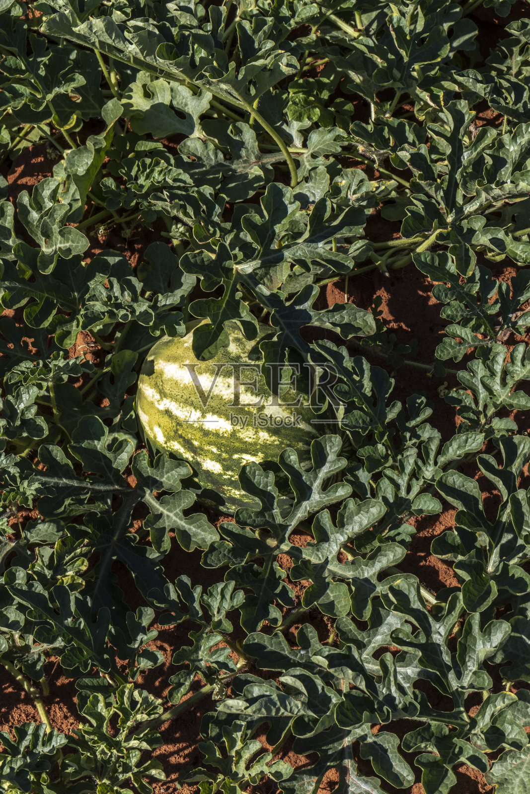 西瓜在地里生长照片摄影图片