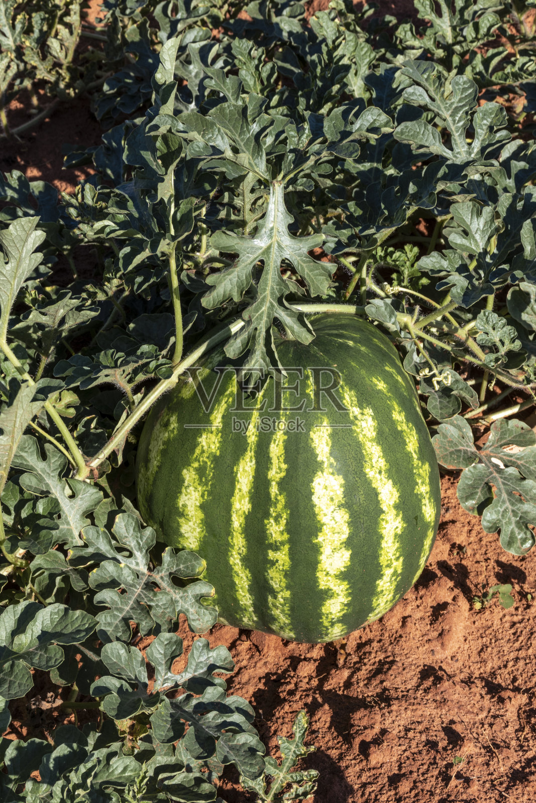 西瓜在地里生长照片摄影图片