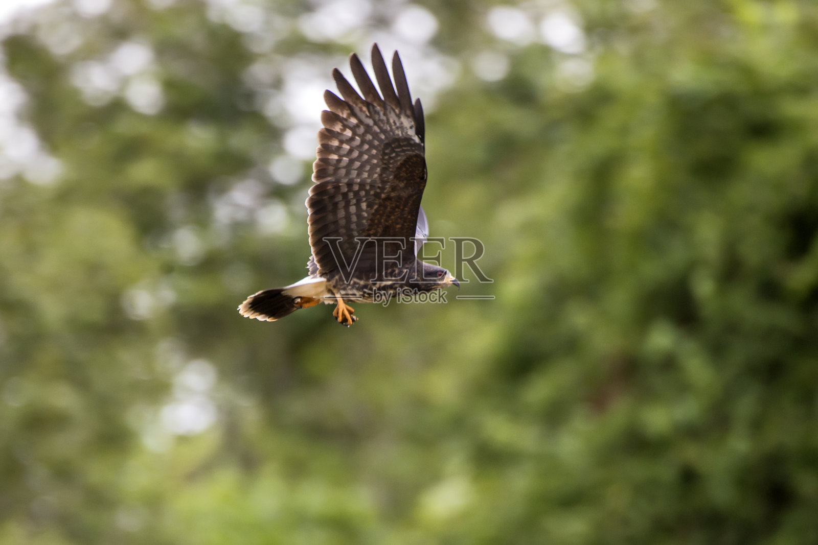 蜗牛风筝拍摄于圣埃斯皮里图的Linhares。巴西东南部。照片摄影图片