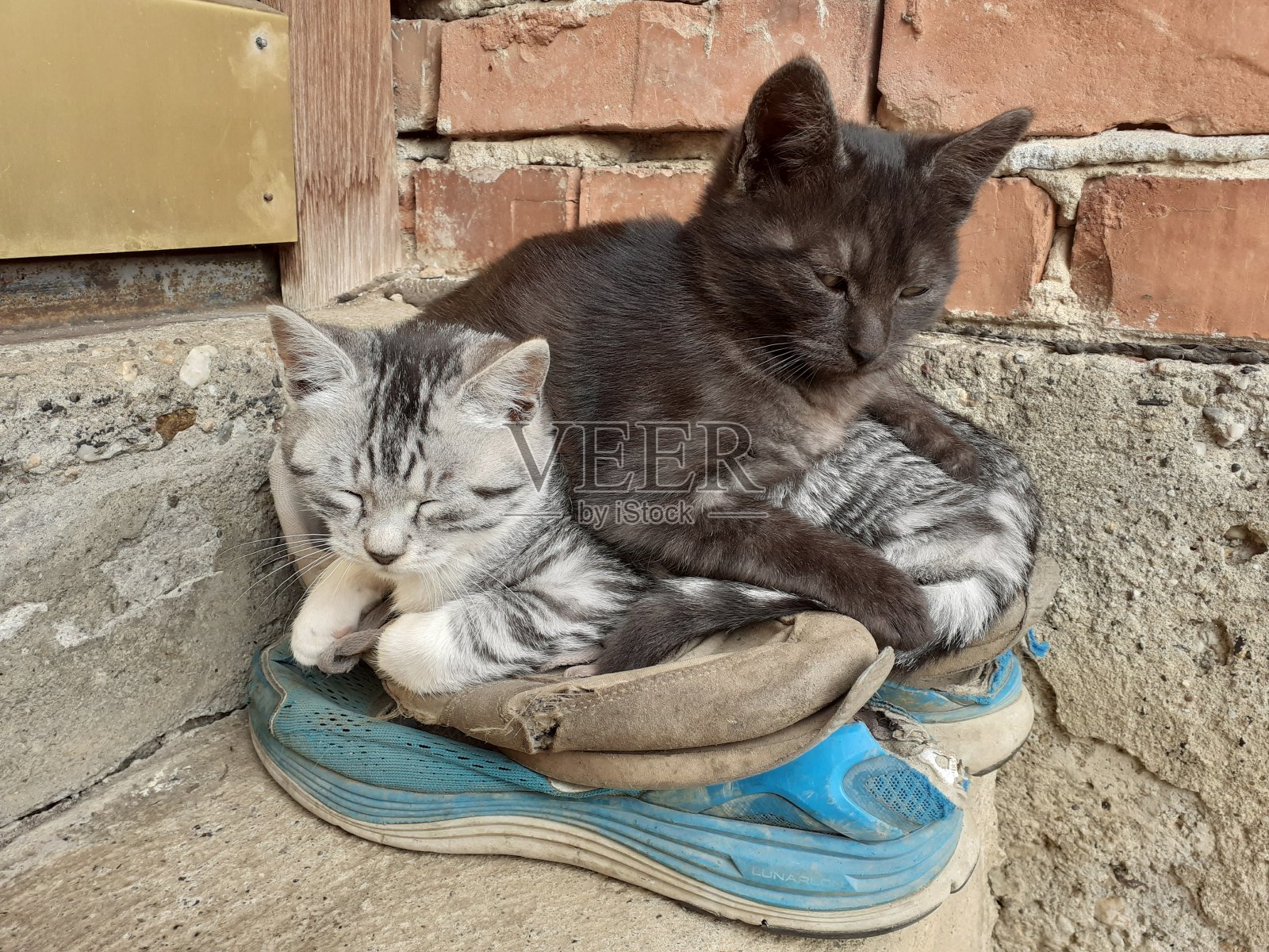 猫照片摄影图片