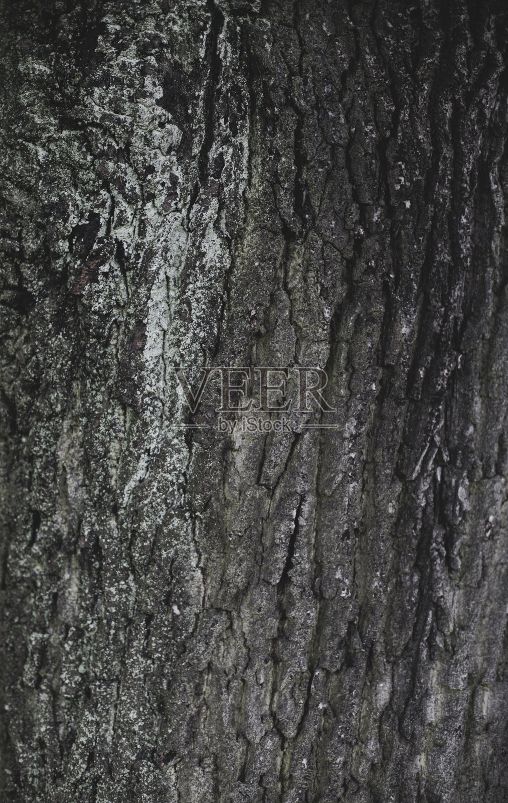 树干的特写照片摄影图片