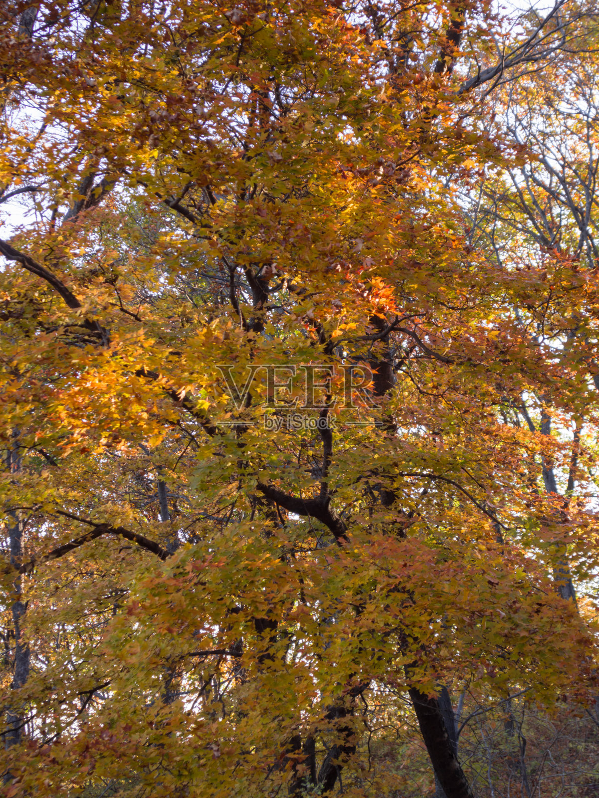 秋天森林里红色和橙色的枫叶。照片摄影图片