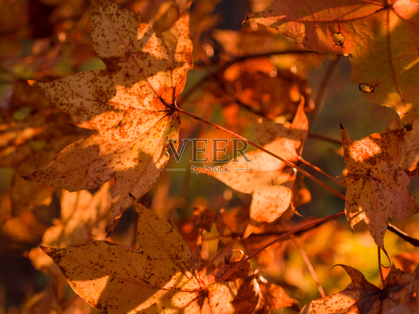 秋天森林里红色和橙色的枫叶。照片摄影图片