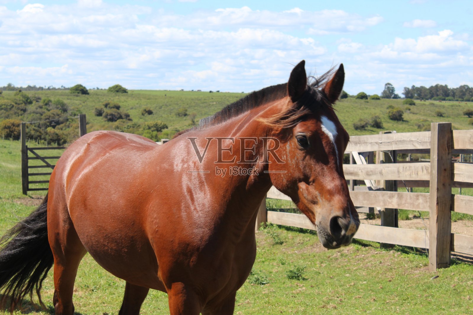 马照片摄影图片