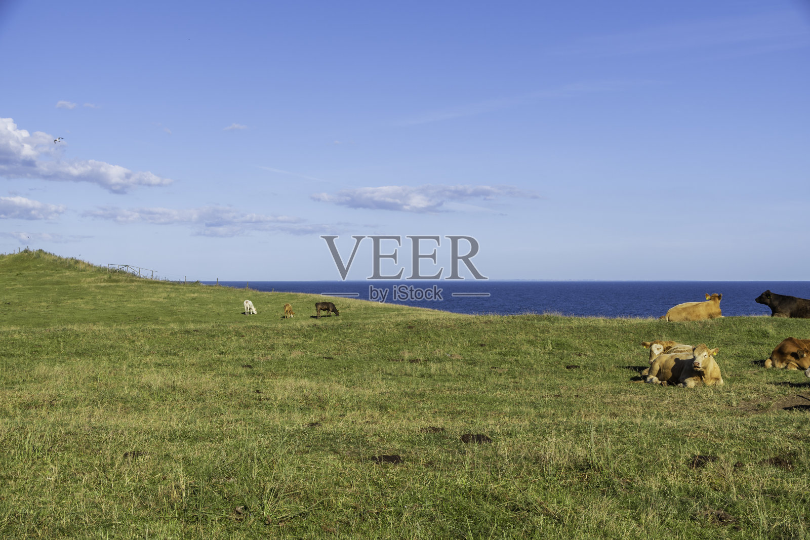 瑞典,牛,夏天照片摄影图片