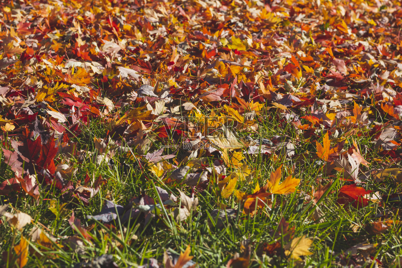 秋天的叶子照片摄影图片