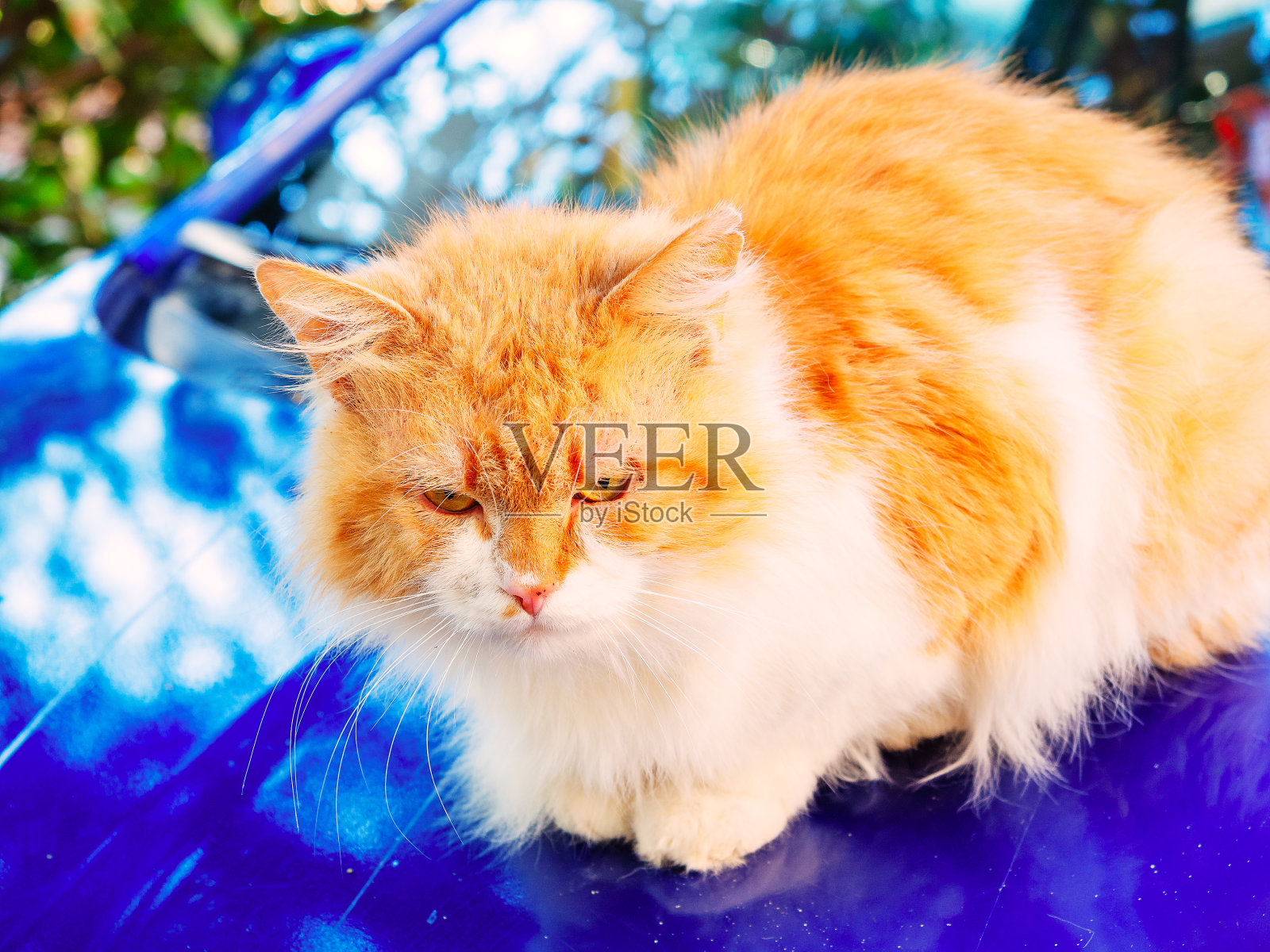 红白猫坐在一辆蓝色汽车的引擎盖上。特写照片照片摄影图片