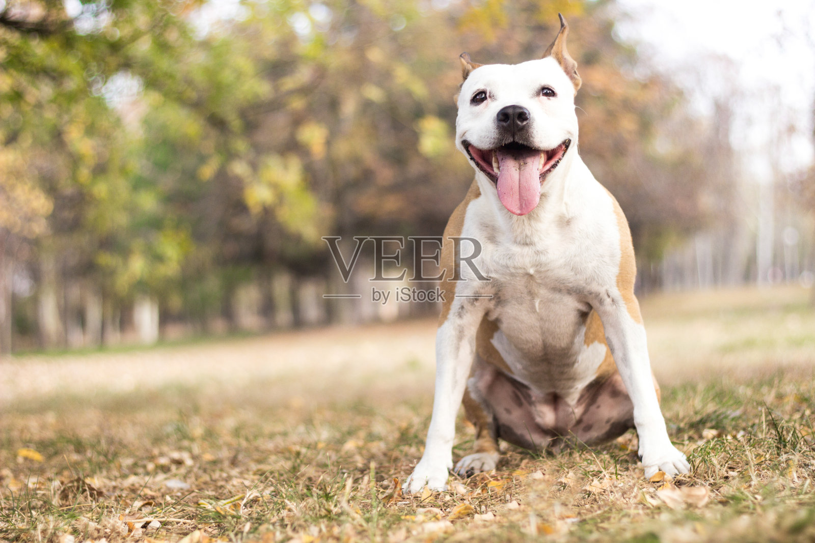 一只快乐的狗的肖像照片摄影图片