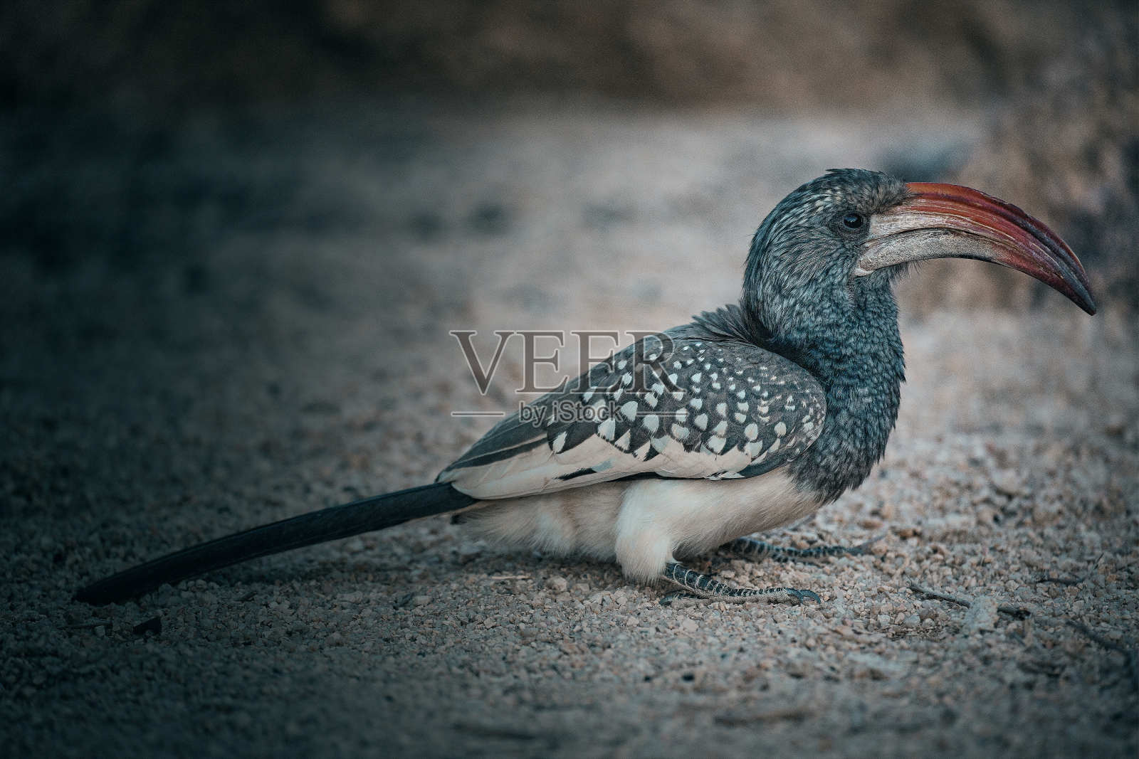 鸟关闭照片摄影图片