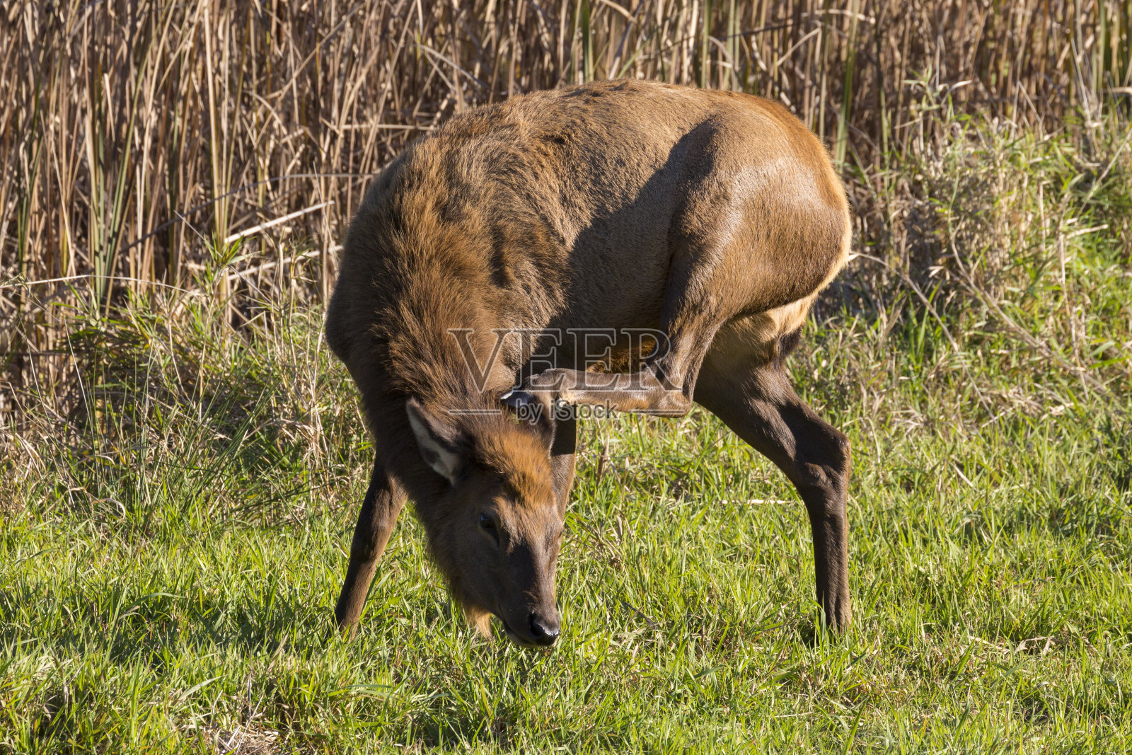 俄勒冈州的野生麋鹿照片摄影图片