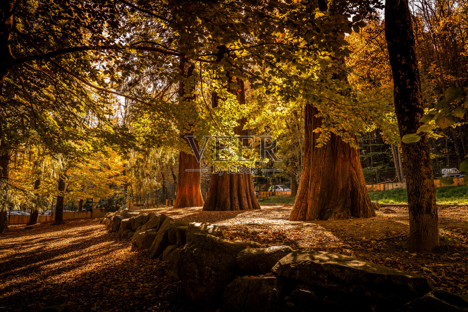 西班牙加泰罗尼亚的蒙塞尼森林深处五彩缤纷的秋天照片摄影图片