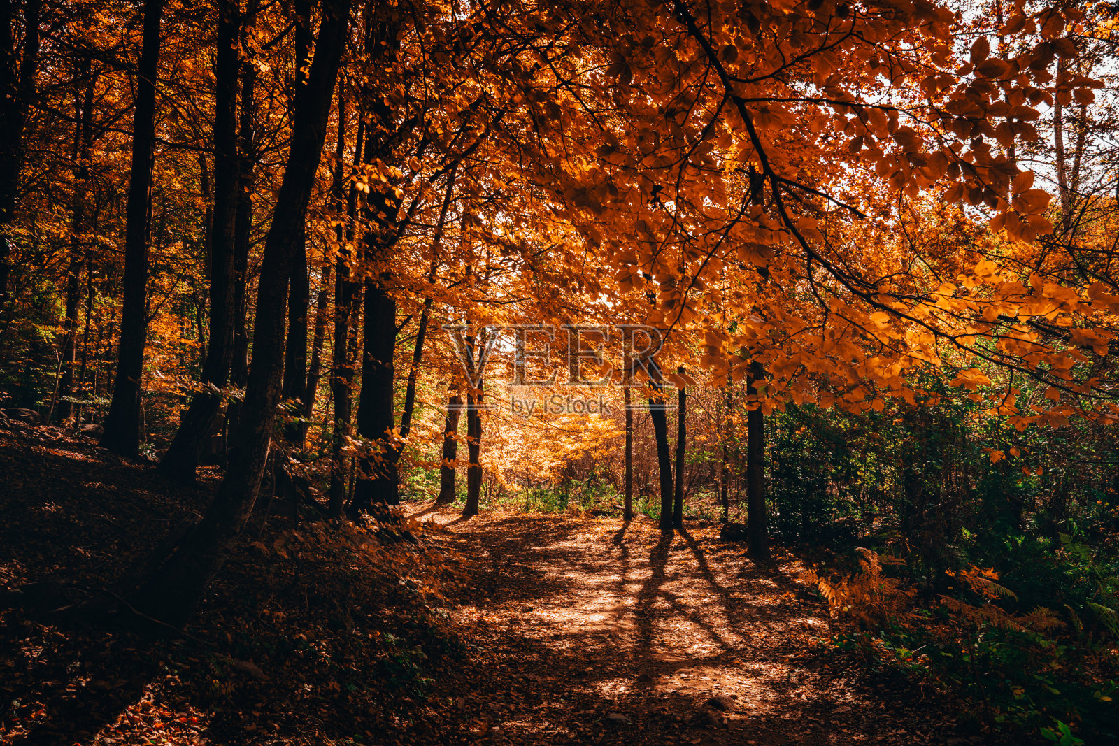 西班牙加泰罗尼亚的蒙塞尼森林深处五彩缤纷的秋天照片摄影图片