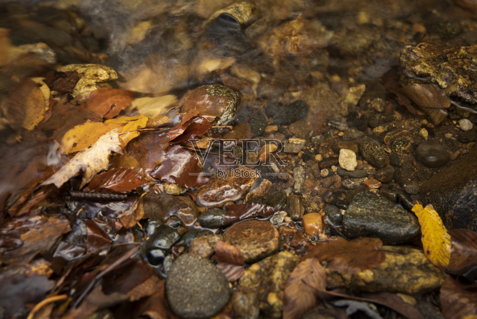 望玻璃溪的树叶照片摄影图片