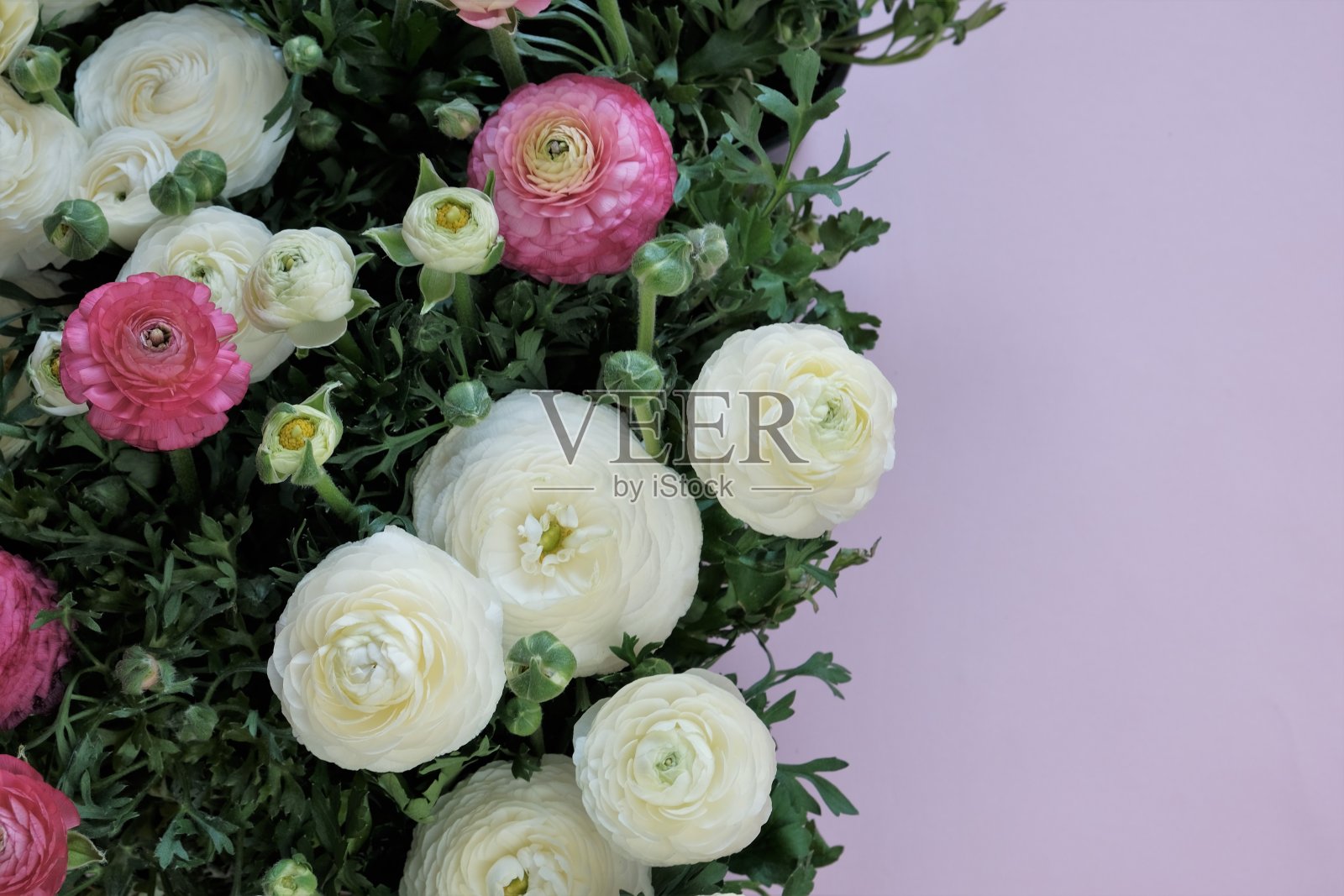 毛茛属植物的花。毛茛属植物的花。白色和粉红色的毛茛花在粉红色的背景。色彩柔和的鲜花卡片。婚礼日，母亲节和妇女节。照片摄影图片