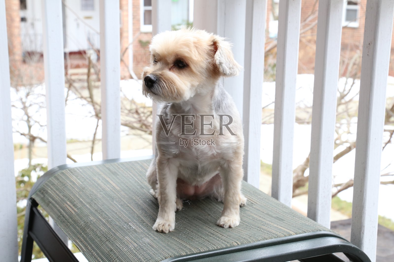 高级的狗照片摄影图片