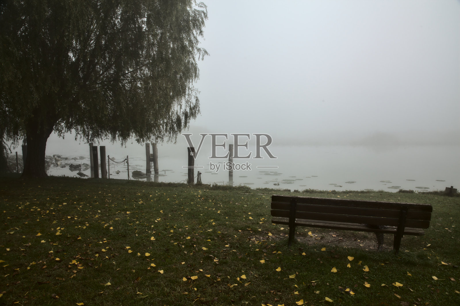 秋日，雾中的长椅，湖边的一棵树旁照片摄影图片