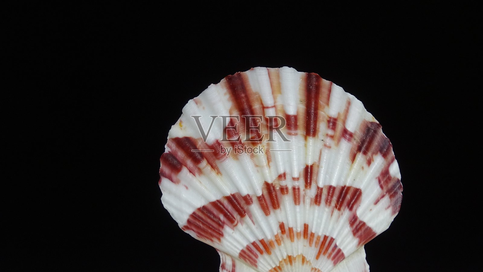 黑色背景上的海贝的彩色纹理贝壳。照片摄影图片