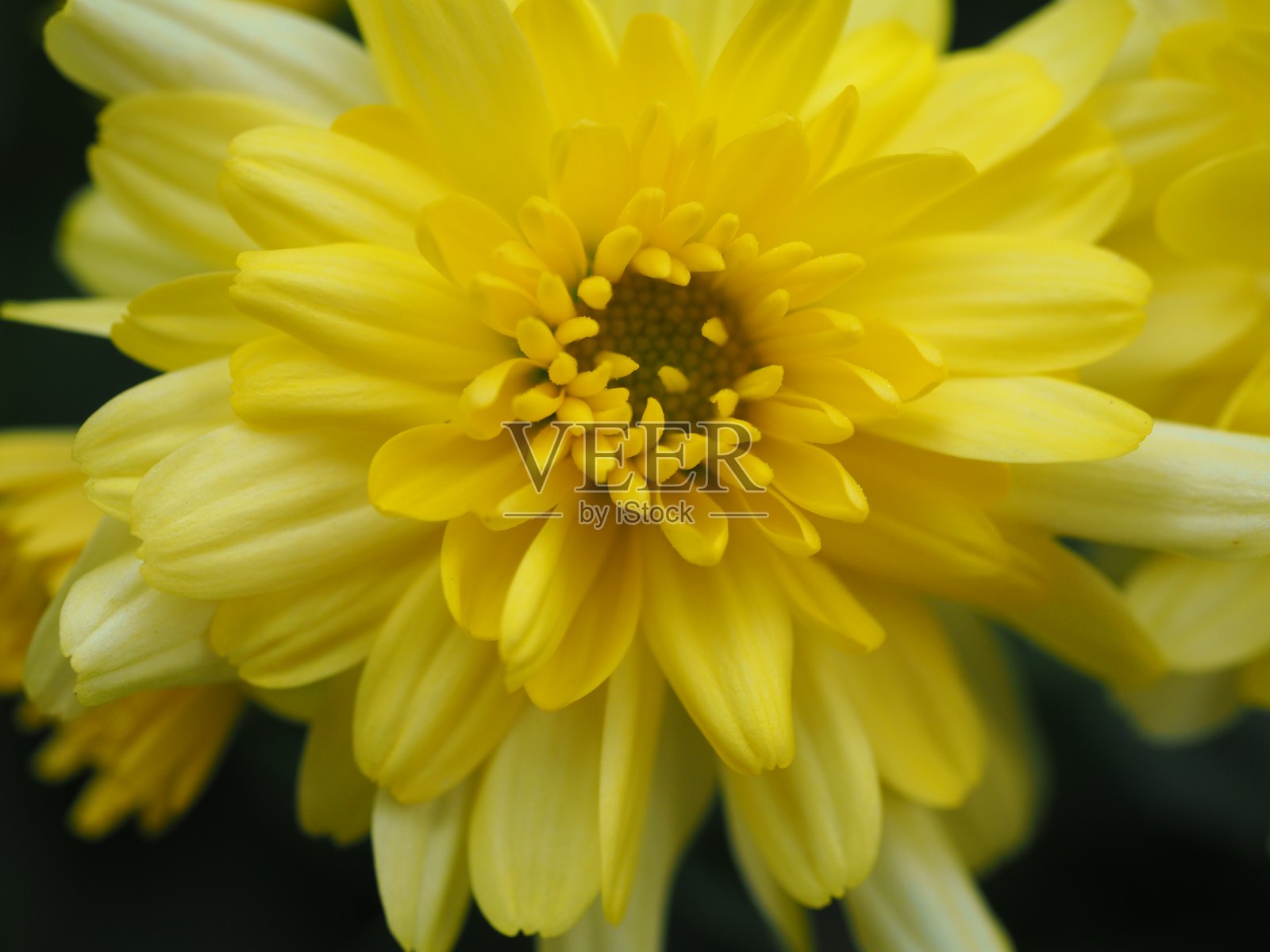 盛开的黄色菊花近距离照片摄影图片