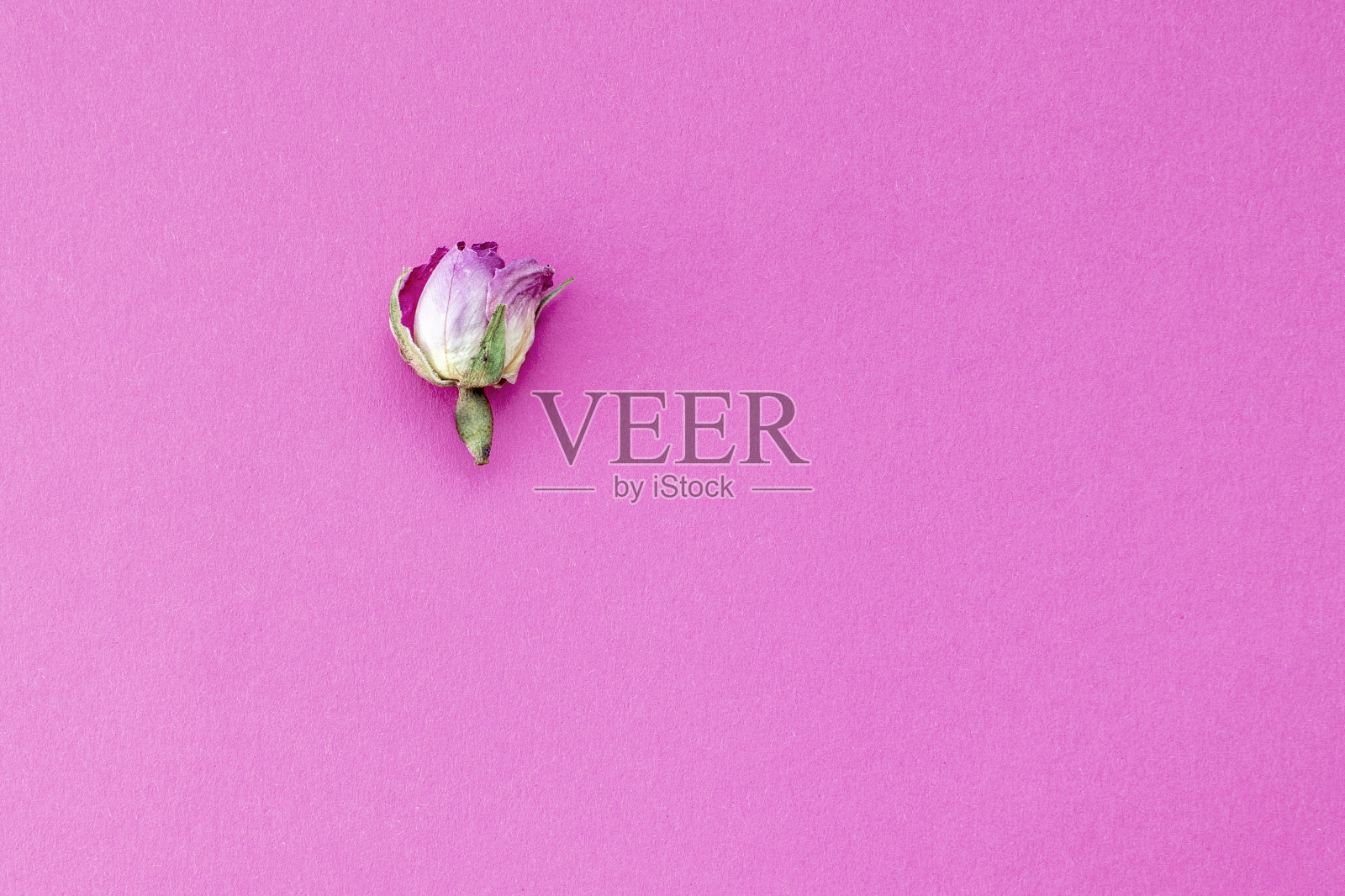 粉红色背景上一朵干的锦缎玫瑰。照片摄影图片