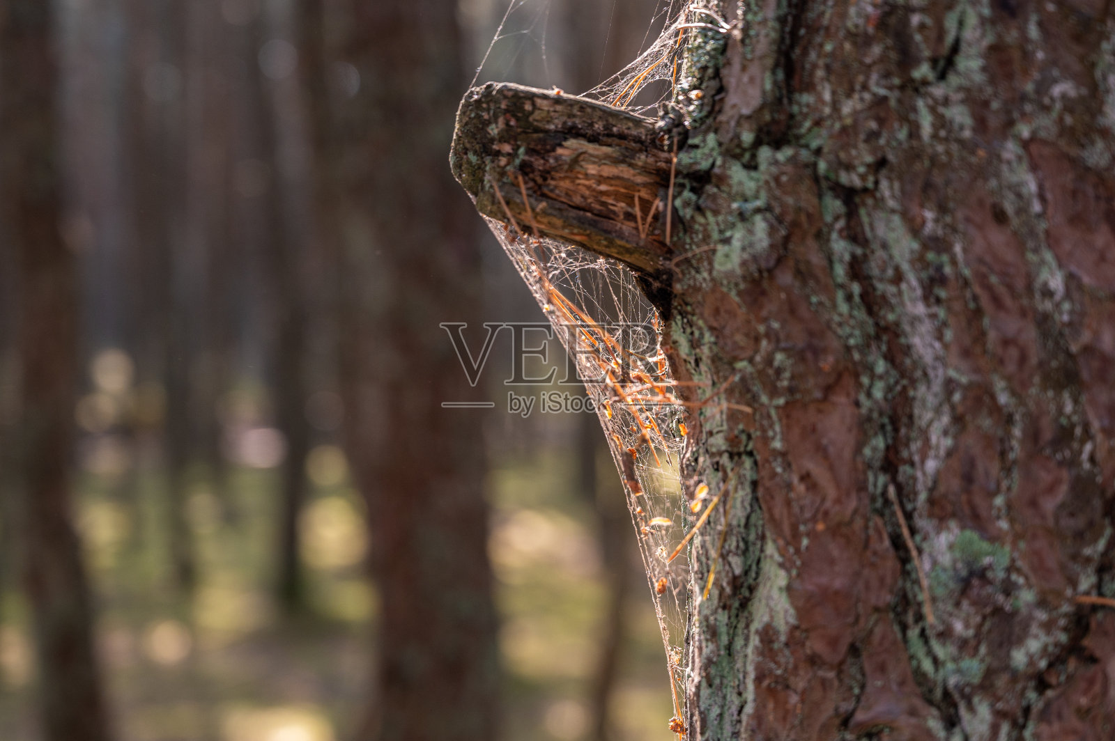 网在一棵树上轮廓阳光，选择性聚焦照片摄影图片