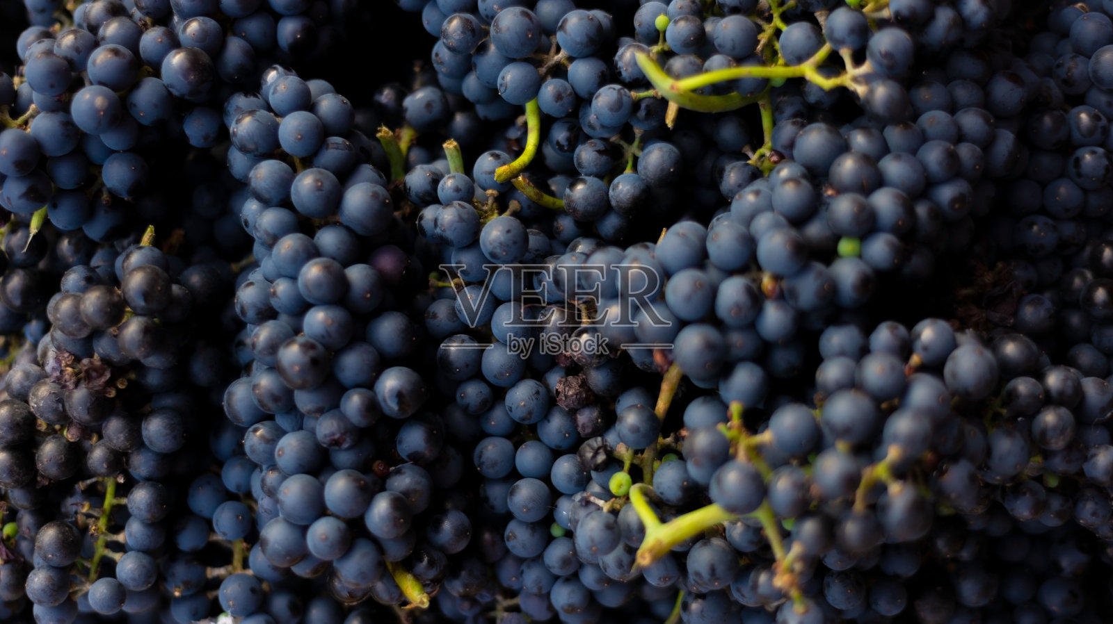 特写一堆蓝葡萄，质地，天然水果成分照片摄影图片