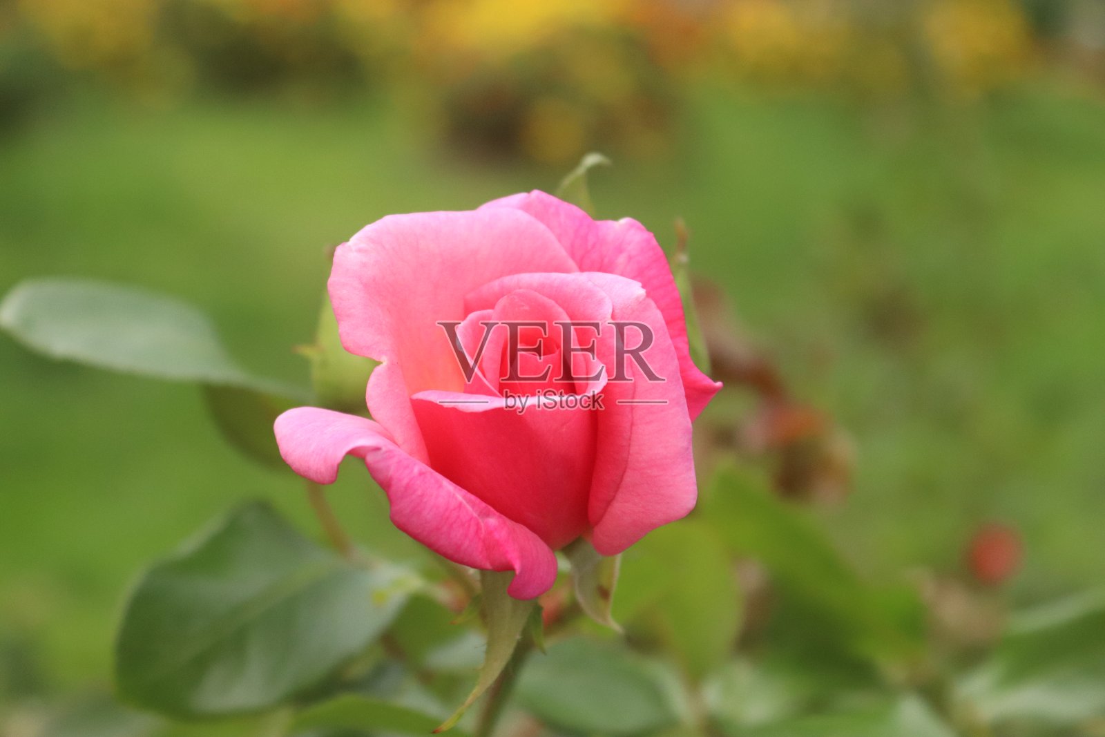 粉红色的玫瑰照片摄影图片