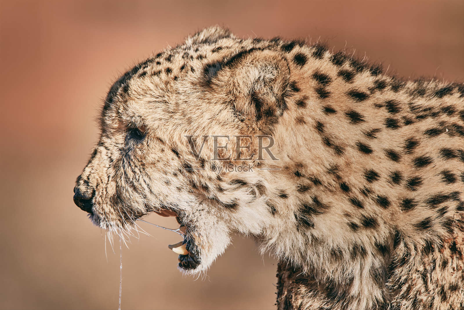 猎豹在纳米比亚照片摄影图片