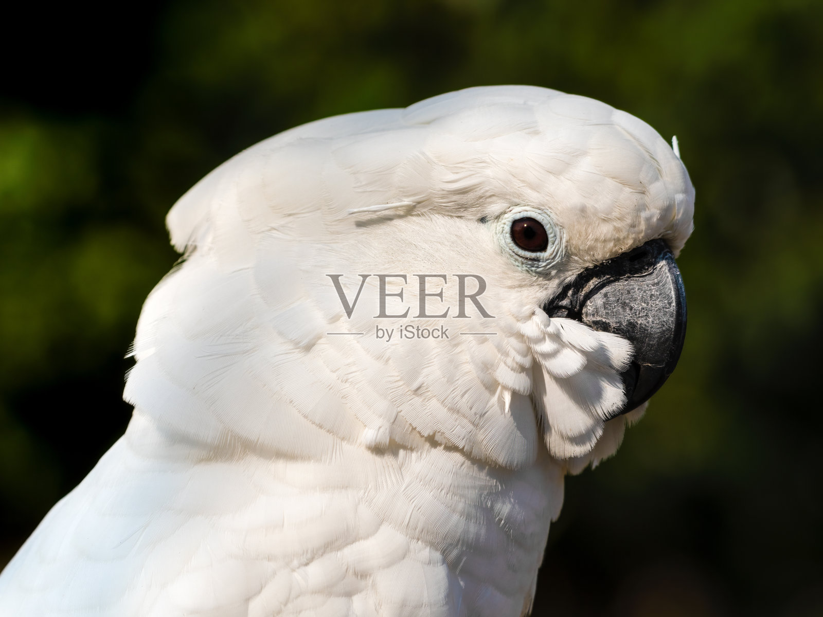 美丽伞凤头鹦鹉近距离拍摄照片摄影图片