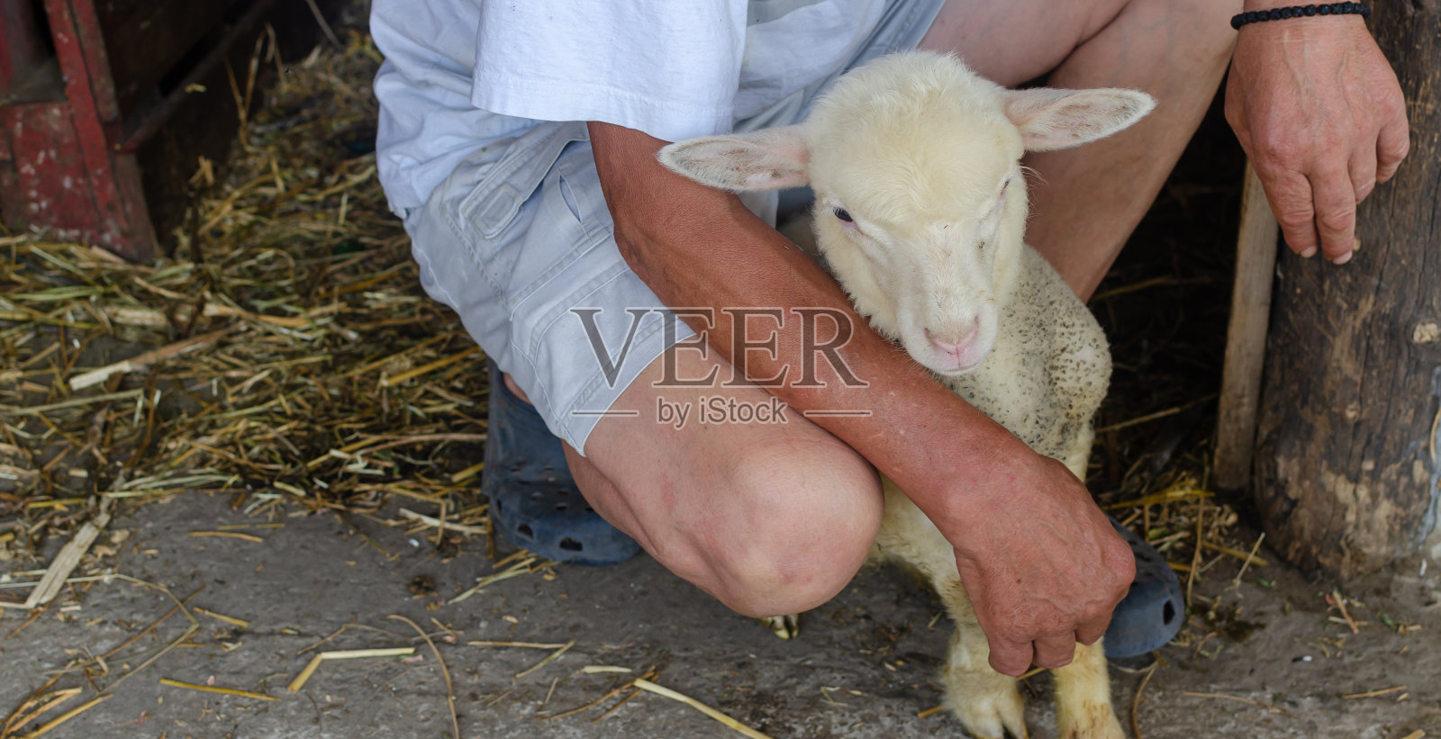 人与小羊羔照片摄影图片