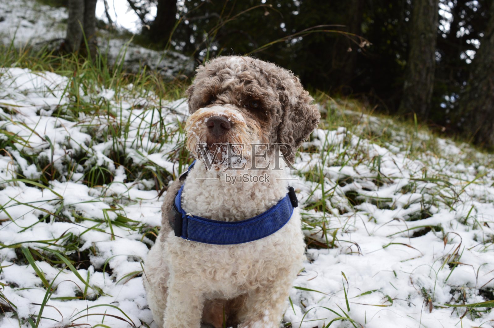 雪中的狗狗照片摄影图片