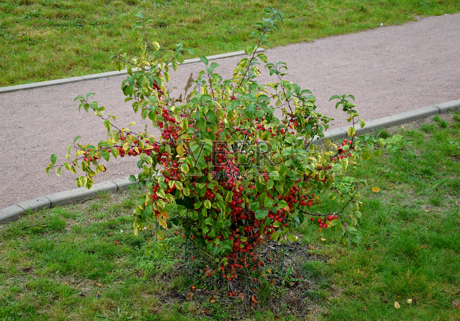 广场上公园的观赏性苹果树有灌木的形状，从地面直接分枝。它们被包裹在许多樱桃大小的红苹果里。打谷的金属长凳。照片摄影图片