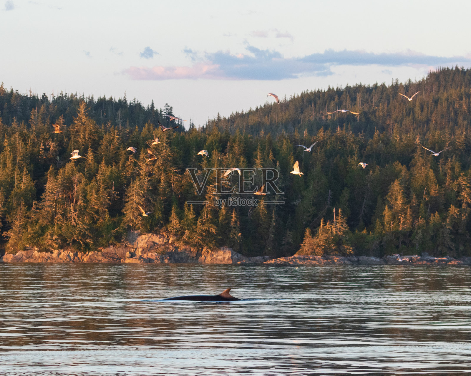 日落时分游弋的小须鲸照片摄影图片