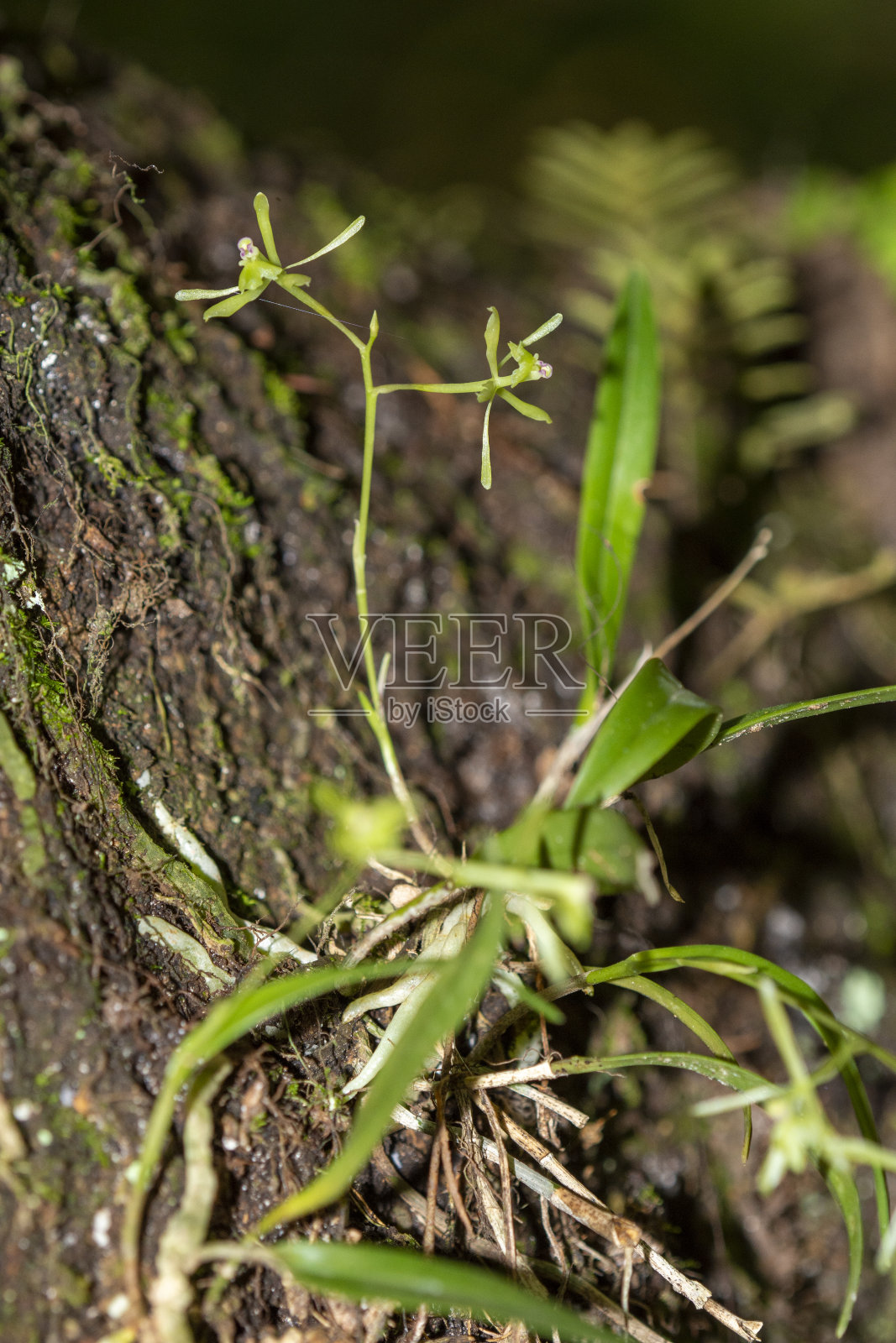绿飞兰花，叶和附生根在木兰树皮上照片摄影图片