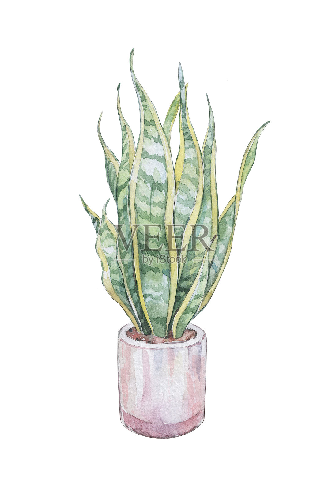 带有黄色条纹的虎尾兰盆栽插画图片素材