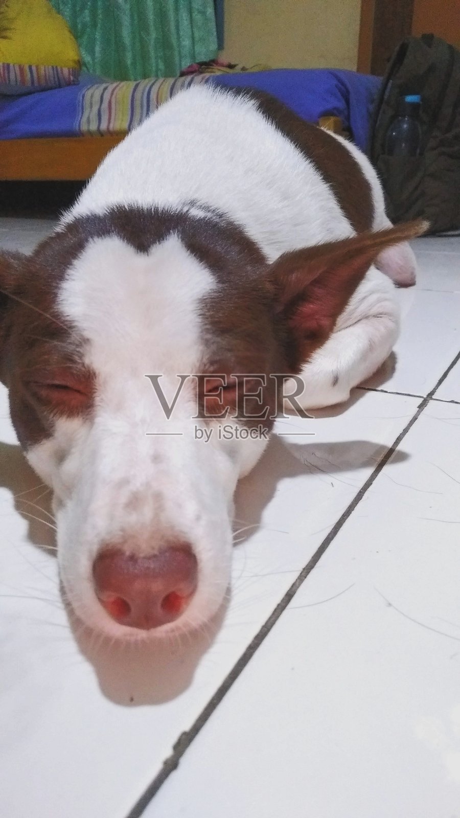 睡觉的狗照片摄影图片