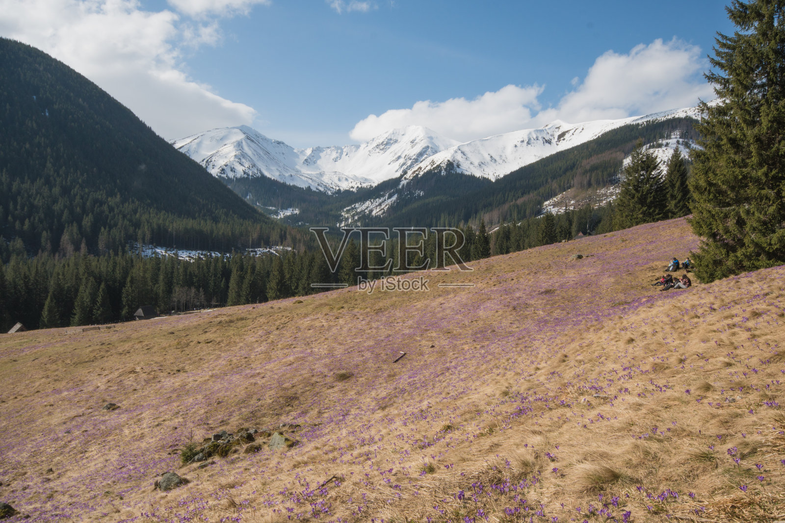 山谷里的番红花。春天在泰特拉山。阳光明媚的天气。照片摄影图片
