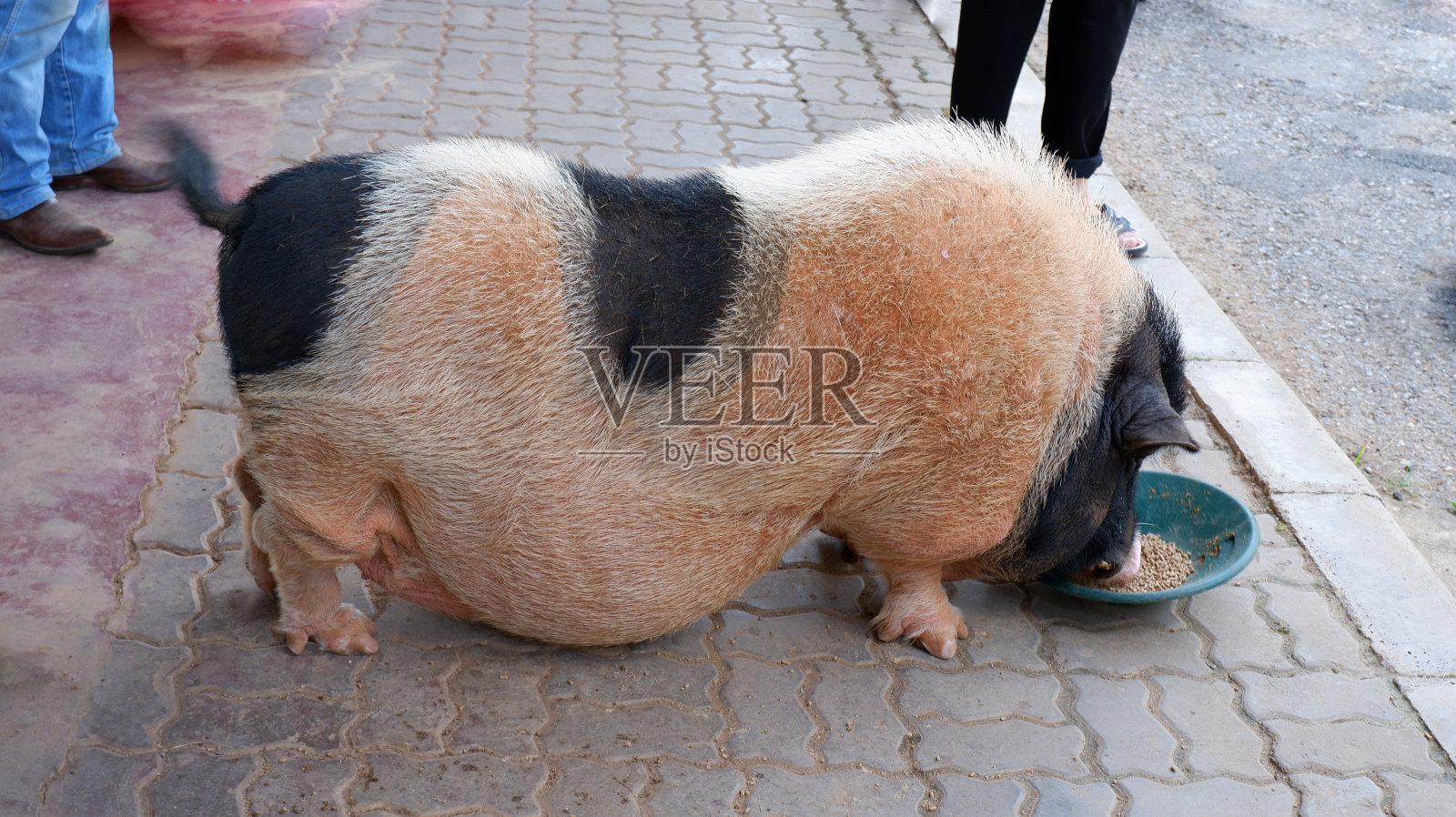 猪很胖照片摄影图片