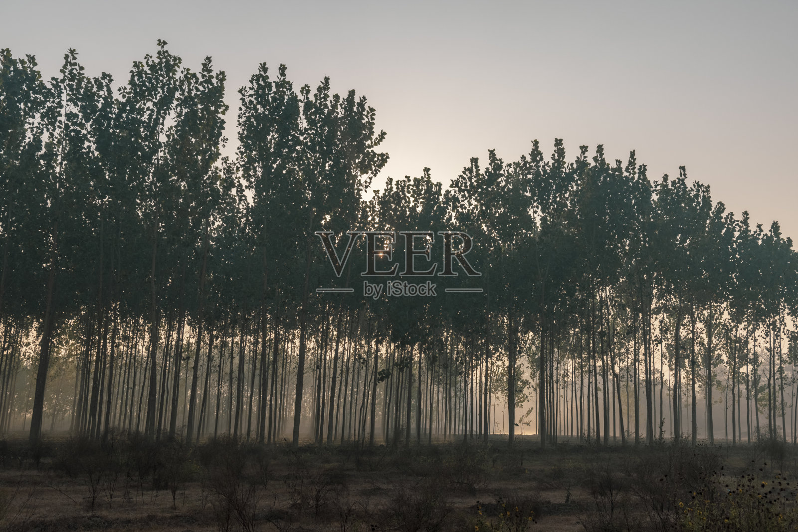 印度旁遮普农村的一种杂交白杨树照片摄影图片