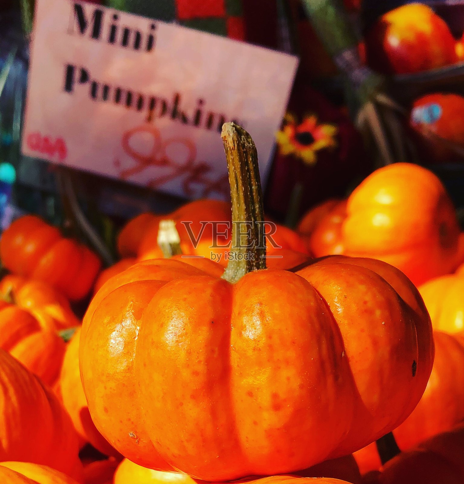 迷你南瓜照片摄影图片