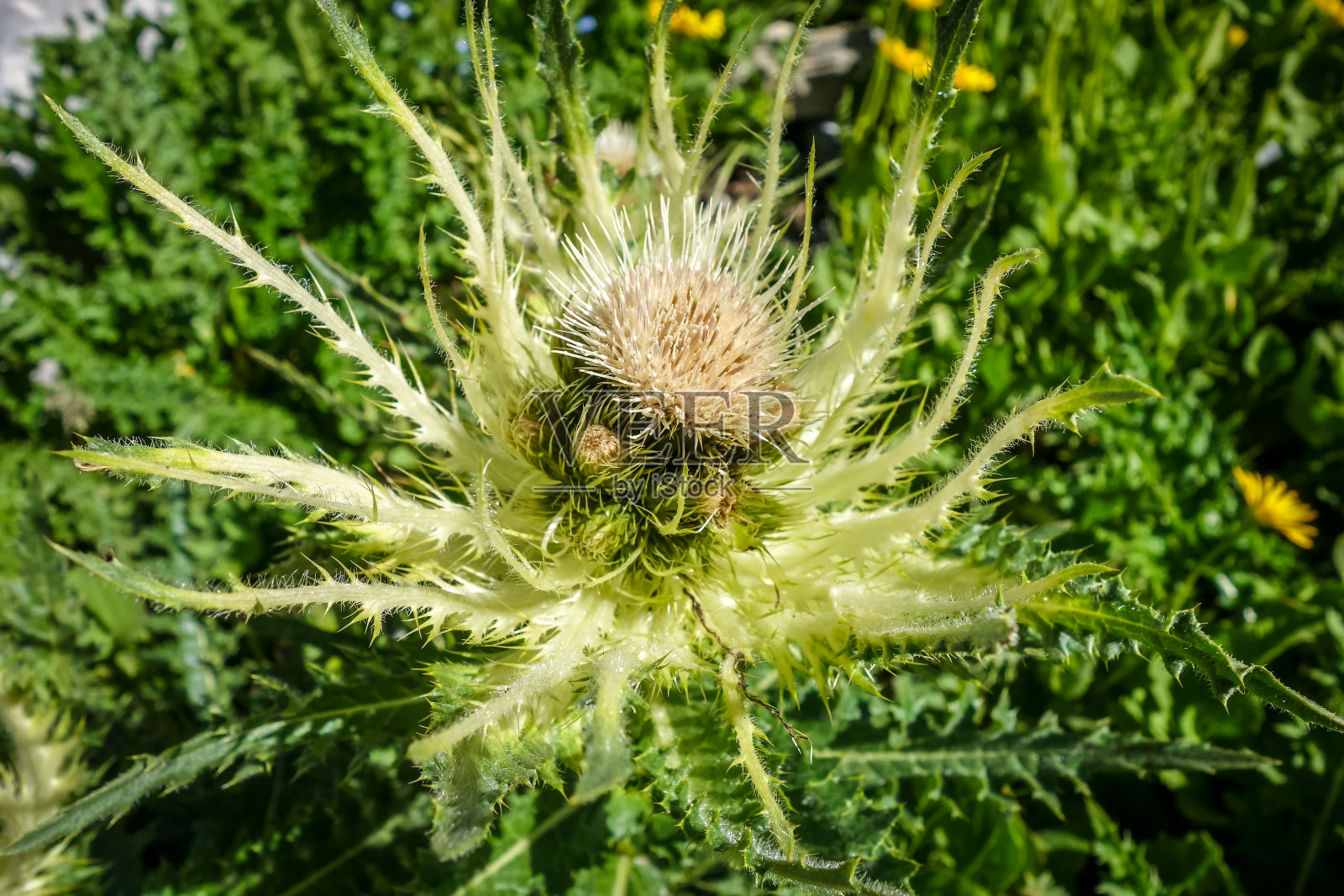 阿尔卑斯海冬青，阿尔卑斯海冬青，产于法国萨瓦照片摄影图片