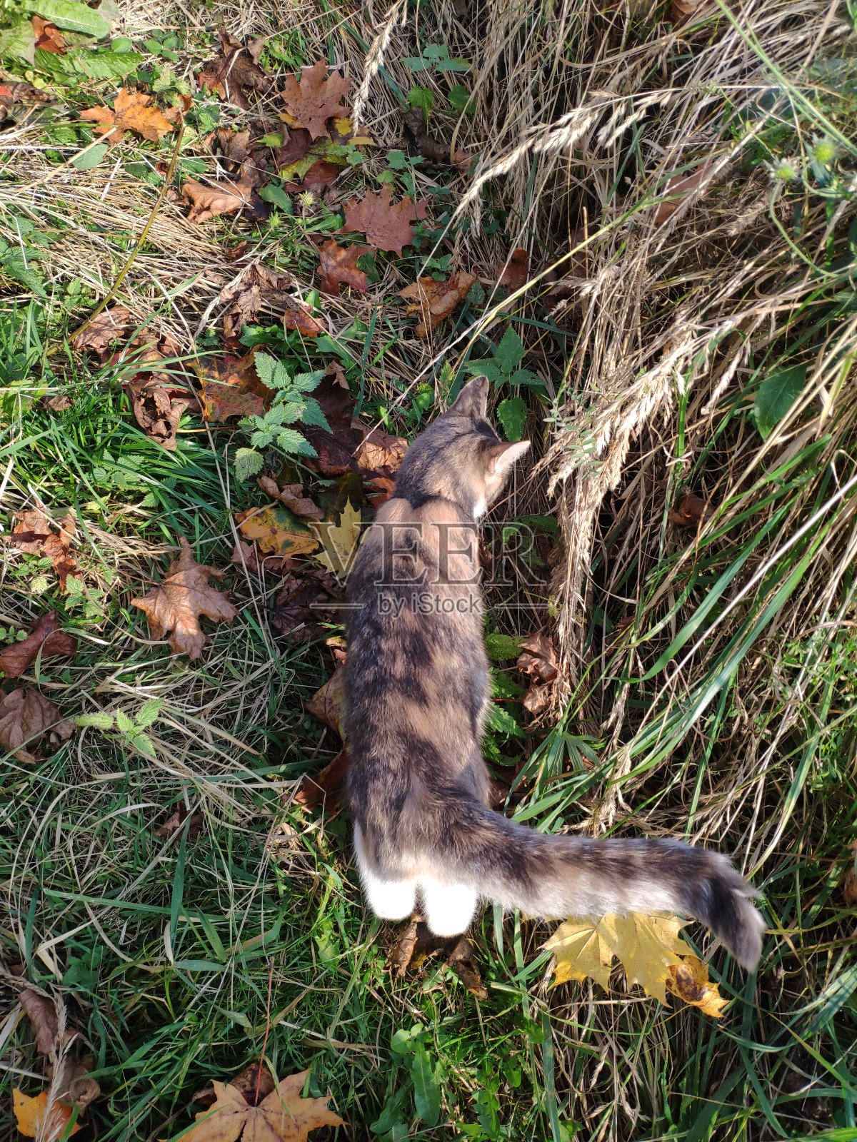 秋天，三色猫在干枯的草地上散步照片摄影图片