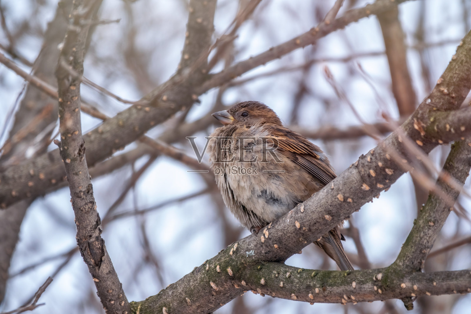 麻雀坐在没有叶子的树枝上。照片摄影图片