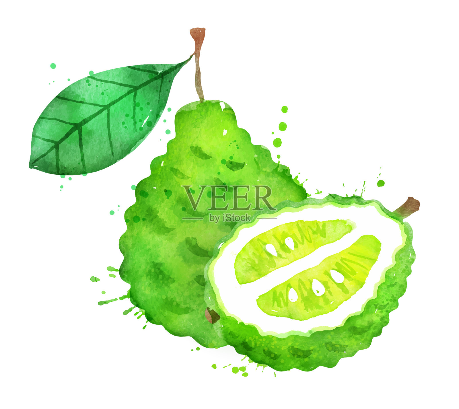 水彩矢量图的佛手柑水果设计元素图片