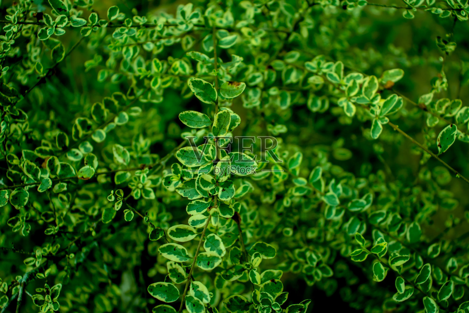 两种颜色，白色和绿色的叶子和很好的装饰照片摄影图片