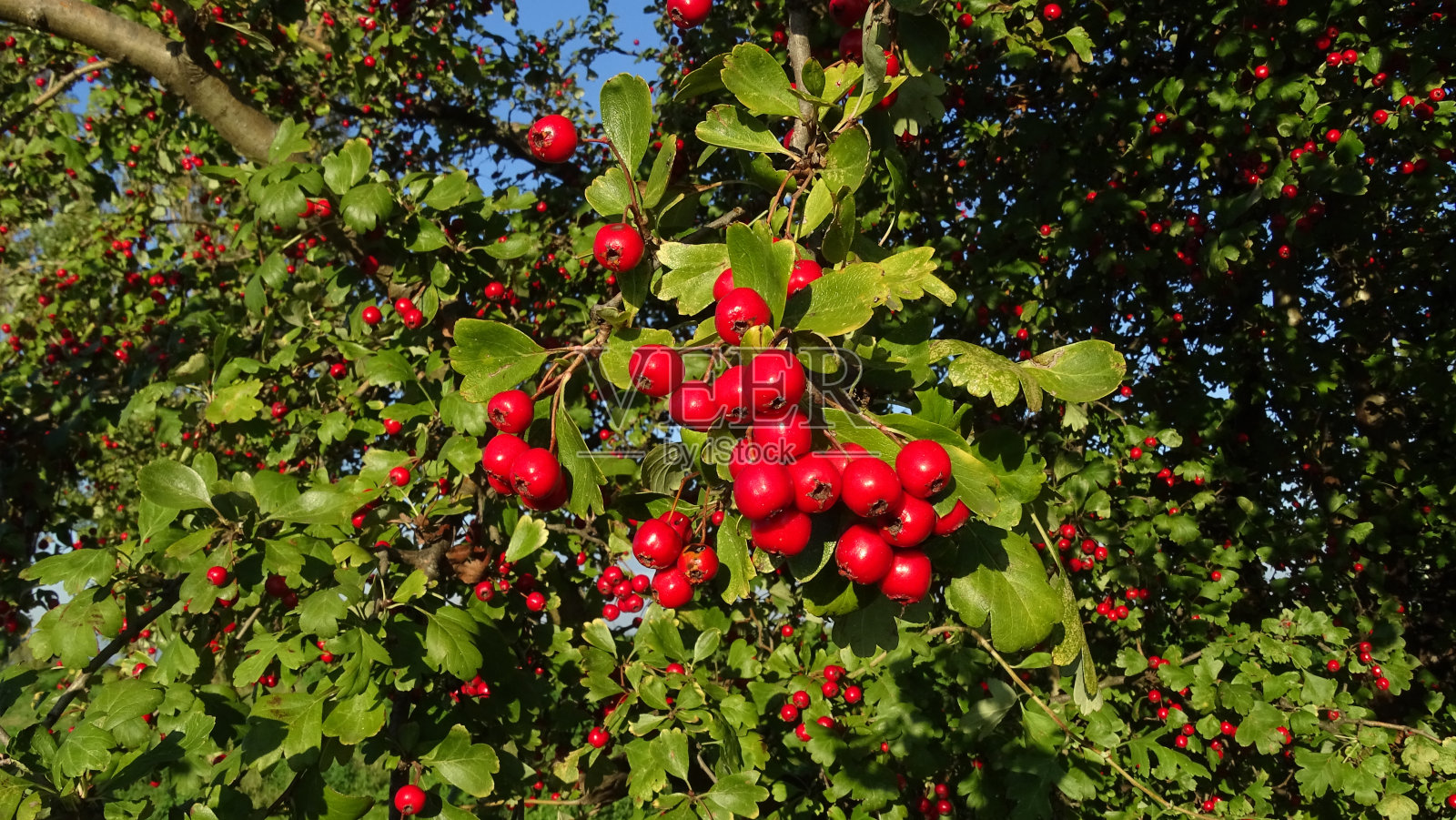 带有红色浆果的山楂树枝照片摄影图片