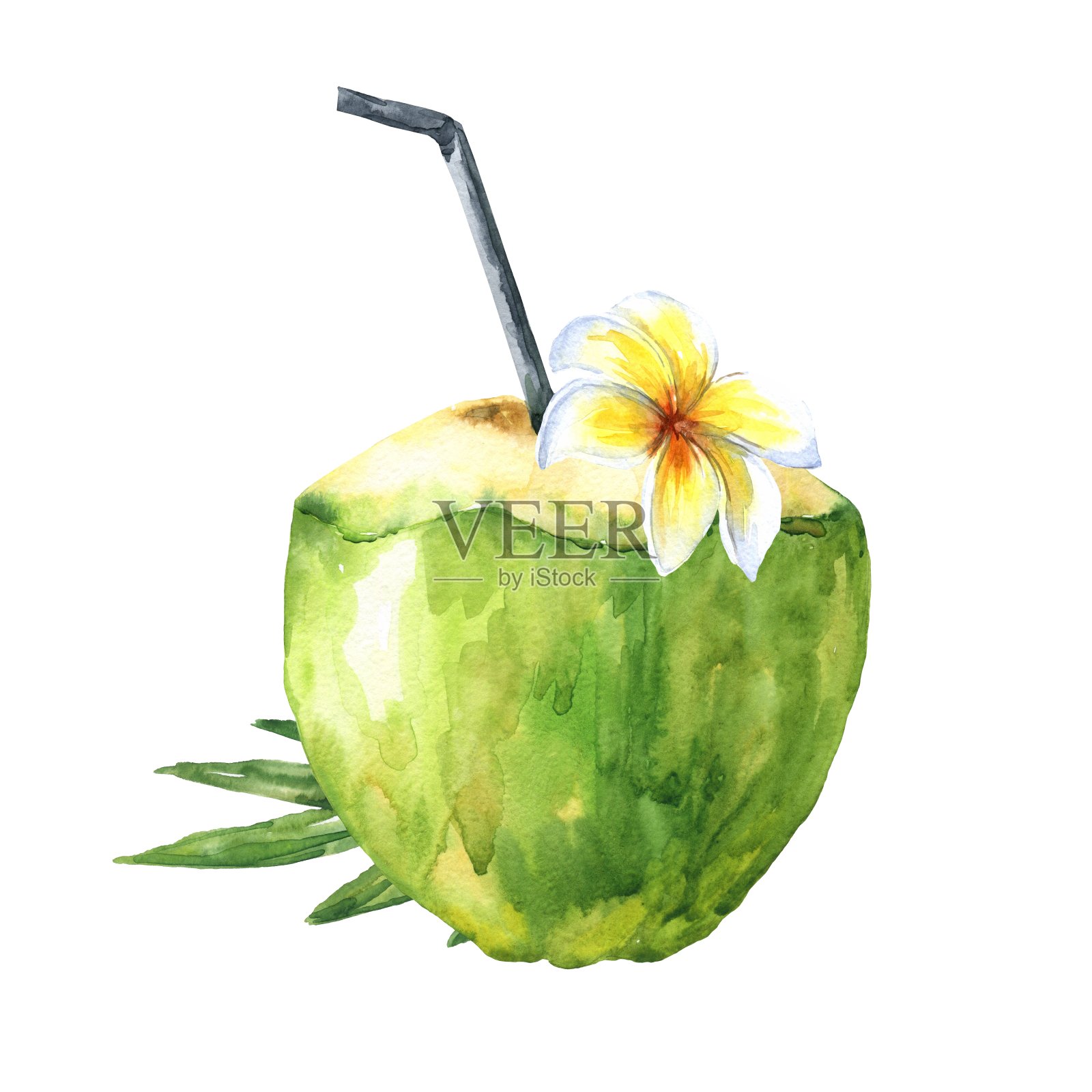 水彩绿色椰子与叶子和鸡蛋花热带花，与稻草，孤立在白色的背景。手绘食物插图。插画图片素材