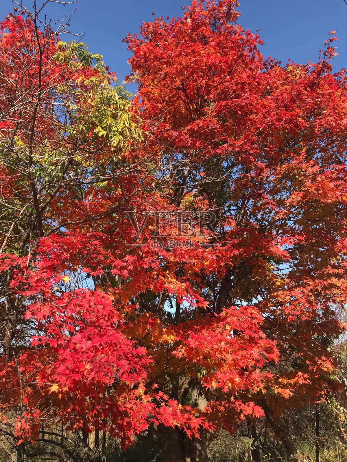 秋天的颜色照片摄影图片